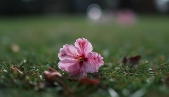 vibrante cosmos Flor dentro verão Prado cena gerado de ai foto