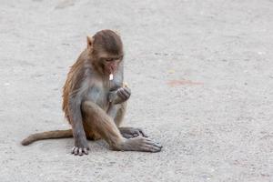 macaco rhesus no templo hanuman em jaipur, rajasthan, índia