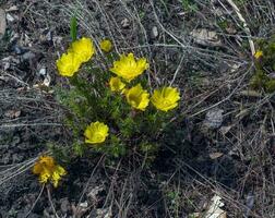 faisão olho, ou amarelo faisão olho dentro latim Adônis vernalis eu. floresce dentro a Primavera jardim foto