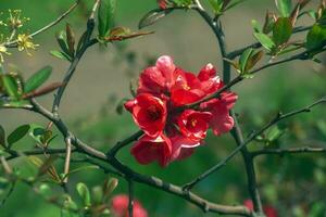 japonês ornamental marmelo dentro latim chaenomeles floresce dentro a jardim com vermelho flores foto