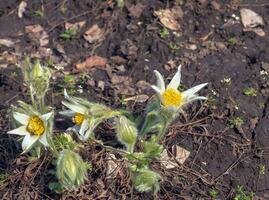 lindo pulsatilla vulgar dentro a jardim dentro Primavera. pulsatilla vulgaris, pascoa, é uma espécies do floração plantar pertencer para a botão de ouro família, ranunculaceae. foto