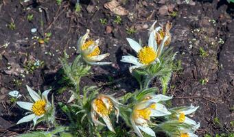 lindo pulsatilla vulgar dentro a jardim dentro Primavera. pulsatilla vulgaris, pascoa, é uma espécies do floração plantar pertencer para a botão de ouro família, ranunculaceae. foto