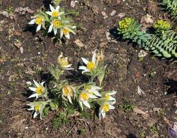 lindo pulsatilla vulgar dentro a jardim dentro Primavera. pulsatilla vulgaris, pascoa, é uma espécies do floração plantar pertencer para a botão de ouro família, ranunculaceae. foto