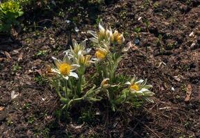 lindo pulsatilla vulgar dentro a jardim dentro Primavera. pulsatilla vulgaris, pascoa, é uma espécies do floração plantar pertencer para a botão de ouro família, ranunculaceae. foto