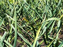 alho cresce em a jardim cama. agrícola campo com de várias linhas do alho. foto