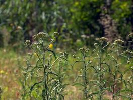 achillea collina. branco floração comum yarrow dentro uma Prado. foto