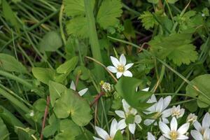 ornithogalum umbelatum, a jardim estrela-de-belém, Relva lírio, cochilo ao meio-dia, ou onze horas senhora, uma espécies do a gênero ornithogalum, dentro a asparagaceae família. foto