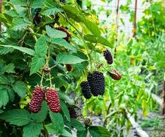 Amora silvestre em uma verde ramo. maduro Amora silvestre. delicioso Preto baga crescendo em a arbustos. baga fruta bebida. suculento baga em uma ramo. foto