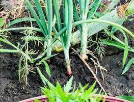 cebola plantação dentro a jardim. verde cebolas crescer dentro a jardim. holandês azul cebola cresce dentro a chão. foto