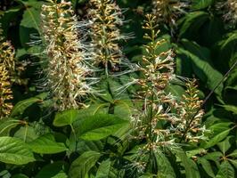 flores a partir de aralia continental, ou nardo, é uma gênero do a família araliaceae foto