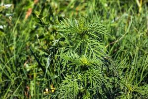 ambrosia sagebrush antes floração. ambrosia flor tem a extremamente negativo impacto em humano saúde e agricultura. foto