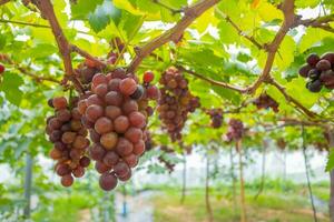 vermelho uvas dentro a orgânico Vinhedo foto