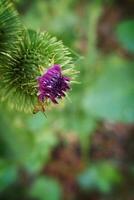 verão roxa cardo flor entre vegetação dentro uma selvagem Prado, foto