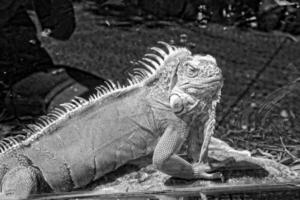 retrato do branco Preto lagarto lado de fora às a jardim zoológico foto