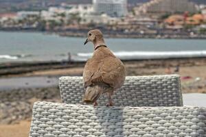 selvagem livre pássaro Pombo sentado em uma cadeira dentro uma cafeteria de a oceano em uma caloroso verão dia foto