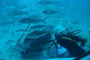 mergulhador natação entre lindo ampla peixe dentro a azul caloroso oceano foto
