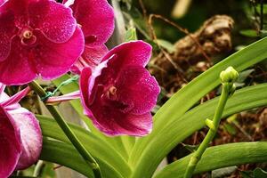 delicado colorida flores orquídeas crescendo dentro uma natural meio Ambiente dentro botânico Pomar foto