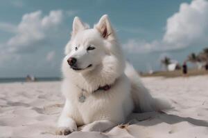 lindo samoiedo cachorro deitado em a areia em a praia, lindo branco americano esquimó cachorro sentado em a praia, ai gerado foto