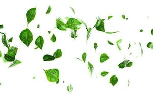 fresco verde folhas sobreposição vegetação foto