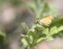 close da borboleta menos skipper com olhos grandes e esbugalhados descansando na folha verde foto