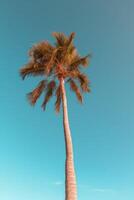 Palma tropical fundo. ilustração ai generativo foto