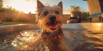 feliz yorkshire terrier natação dentro jacuzzi - ai generativo foto