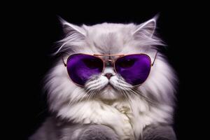 uma fofa persa gato vestindo roxa oculos de sol em blak fundo. generativo ai foto