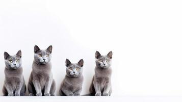 quatro russo azul gatinho em branco fundo com cópia de espaço. generativo ai foto