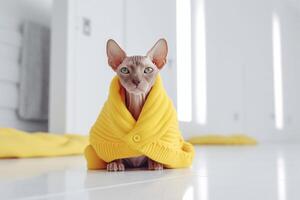 adorável sphynx gato dentro amarelo suéter em chão às lar. generativo ai foto