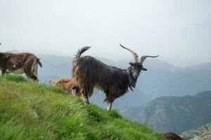 pastar cabras dentro a menna montanhas foto