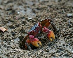 vermelho garra caranguejo perto a de praia dentro a Sombrio solo escavação Está buraco, mahe seychelles foto