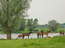 cavalos às a ijssel rio foto