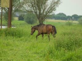 cavalos às a ijssel rio foto