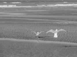 a de praia do de haan dentro Bélgica foto