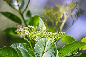 borboleta sentado em flor ou verde folha foto