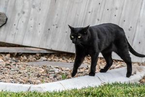 gato preto andando no quintal foto