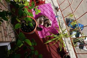 um terraço de verão aberto com plantas e um gato em um tapete foto