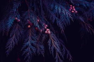 folhas de pinheiro azul na estação do inverno foto