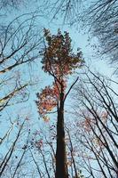 árvores com folhas vermelhas e marrons na temporada de outono foto
