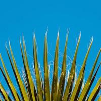 folhas de palmeira e céu azul foto