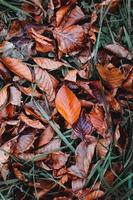folhas secas marrons no solo na temporada de outono foto
