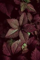 folhas verdes e vermelhas da planta foto