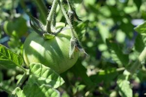 crescendo tomates, verde tomate, orgânico jardim foto