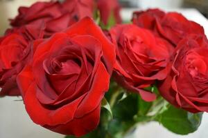 vermelho e Rosa rosas jardim foto