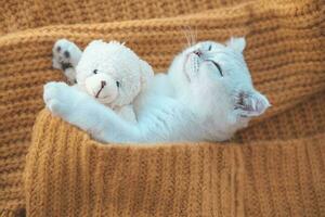 fechar-se do uma branco escocês gatinho dormindo com uma brinquedo Urso em a laranja tricotado suéter. foto