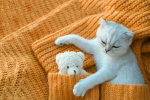 fechar-se do uma branco escocês gatinho dormindo com uma brinquedo Urso em a laranja tricotado suéter. foto