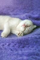 uma lindo pequeno branco acinzentado gatinho canta em uma tricotado roxa suéter. fofa escocês dobra gato é em repouso. cópia de espaço. foto