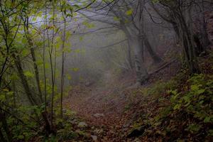 floresta escura com neblina