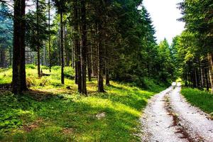 estrada através de uma floresta de pinheiros foto