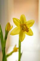 amarelo narcisos em uma embaçado fundo. lindo flores foto